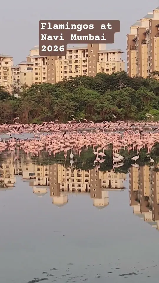 Flamingos of Navi Mumbai – video by Dilesh Karia