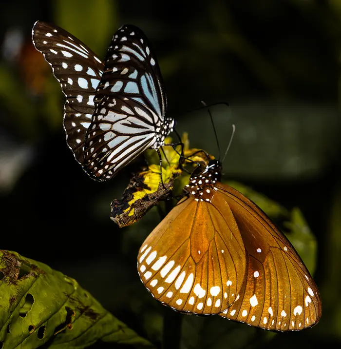 Butterfly macro photograph by Dilesh Karia