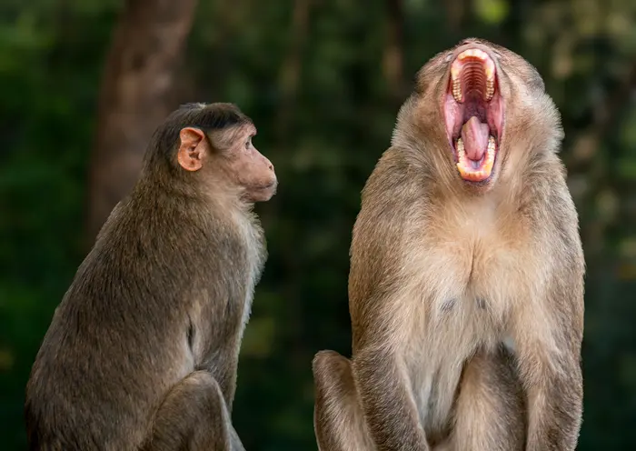Two Monkeys – Wildlife & Nature photography by Dilesh Karia, Navi Mumbai