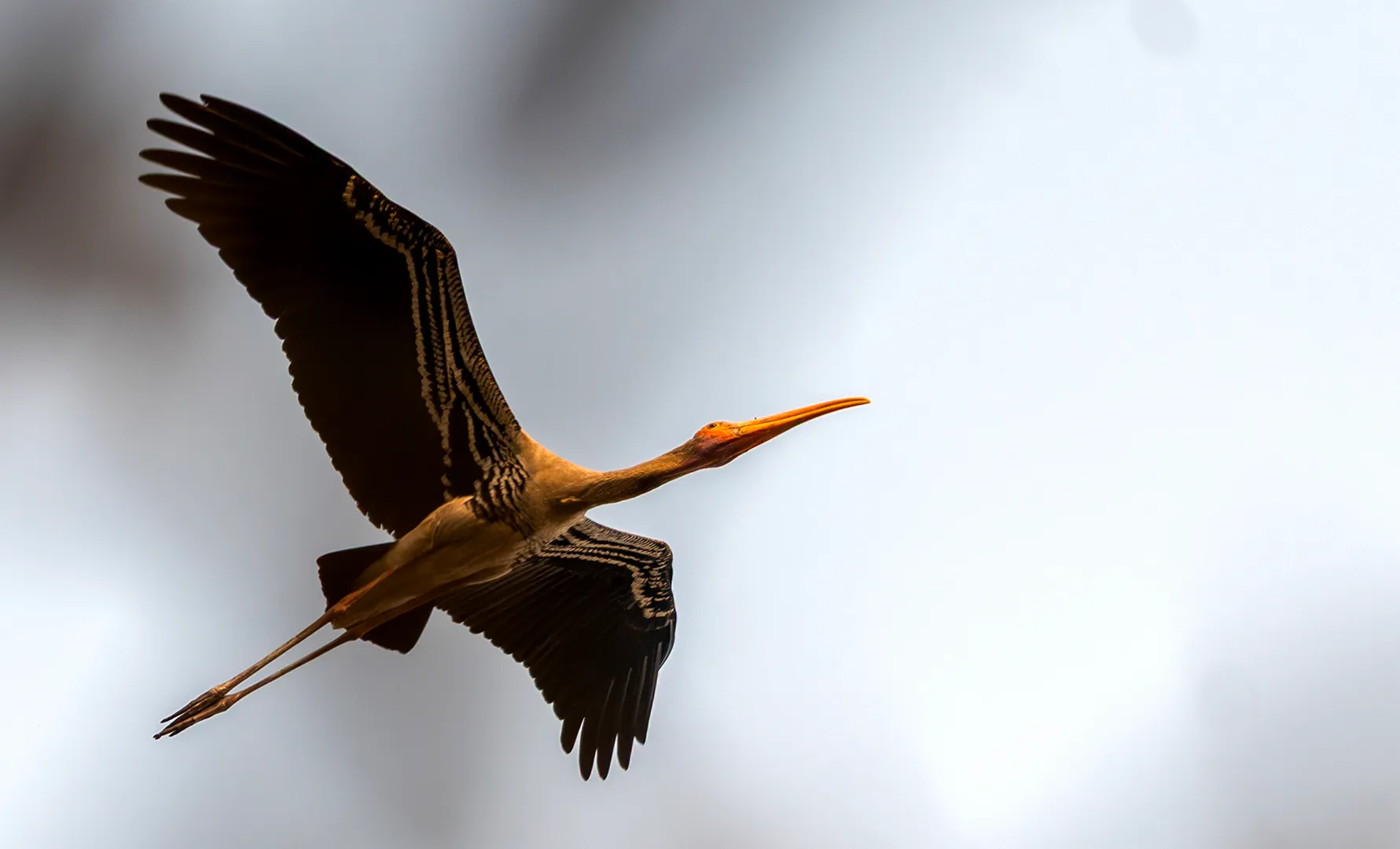 Painted Stork in Flight