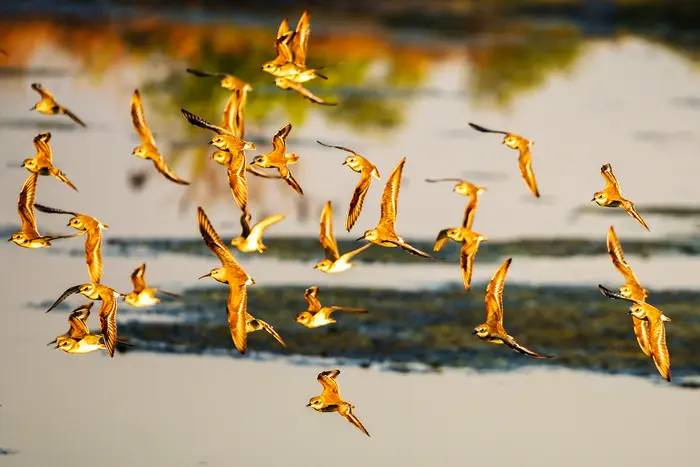 Birds Running Competition – Wildlife & Nature photography by Dilesh Karia, Navi Mumbai