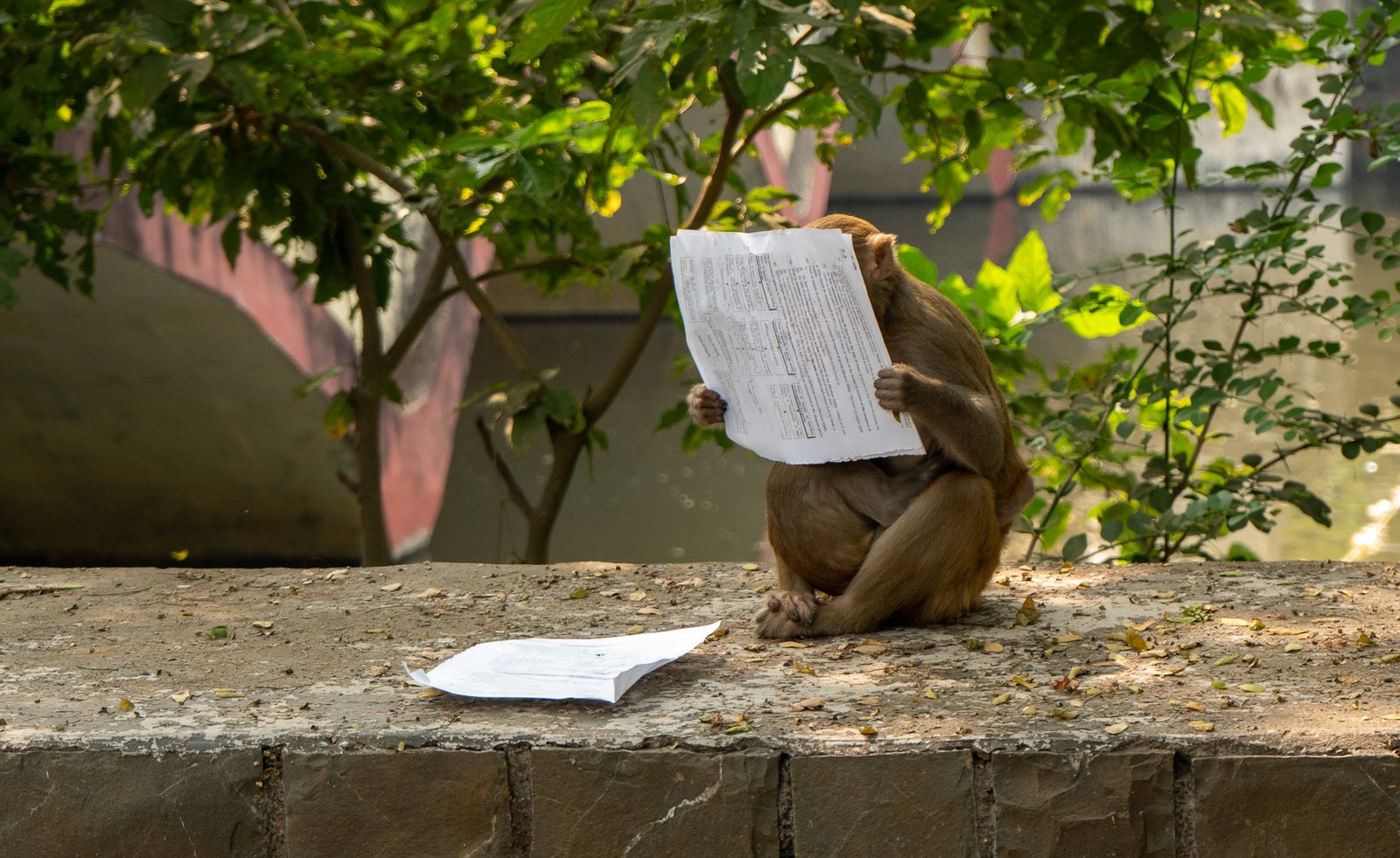 MONKEY READING 